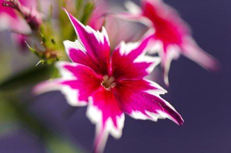 Petunia flowers closeup in summer day in the gardenの写真素材