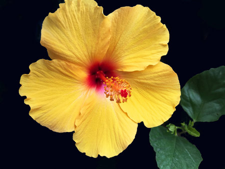 Colorful Yellow Hawaiian Hibiscus Flowerの写真素材