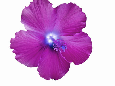 Colorful Magenta Hawaiian Hibiscus Flower on a White Backgroundの写真素材