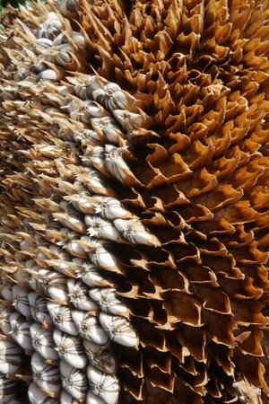 Sunflower Seeds Close Upの写真素材