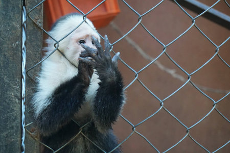 White Faced Monkey from Costa Ricaの写真素材