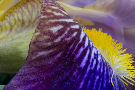 Colorful Macro Photo of an Iris Flower Leafの写真素材