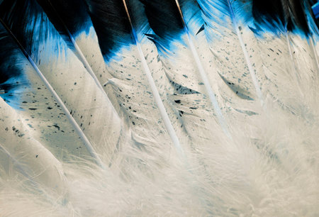 Native American Indian Style Feathers in Blue and Whiteの写真素材