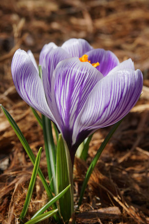 Purple Striped Crocus Flowerの写真素材