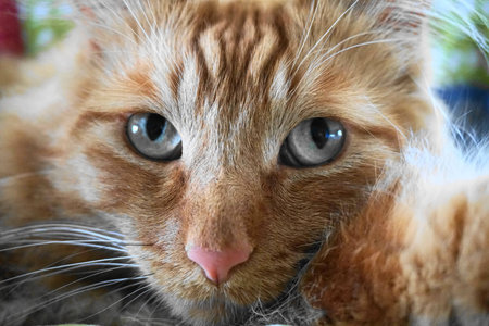 Orange Tabby Cat with Blue Eyes Portraitの写真素材