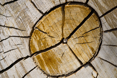Macro Photo of a Piece of Split Wood Tree Trunkの写真素材