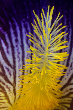 Macro Photo of a Colorful Iris Flower Leafの写真素材
