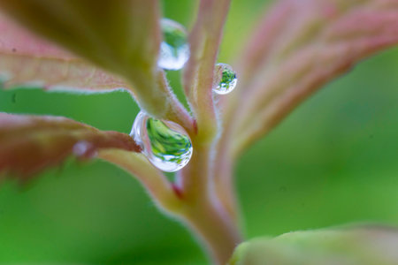 Macro Photo of Water Drops on a Plant Leaf after a Spring Rainの写真素材