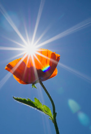Orange Poppy Flower with Sun Raysの写真素材