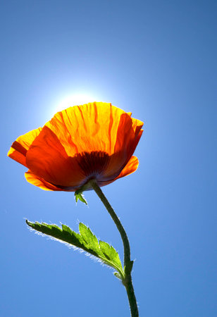 Sunlit Orange Poppy Flower with Blue Skiesの写真素材