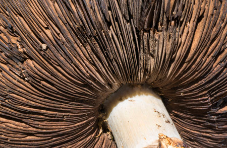 Mushroom Detailの写真素材