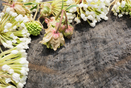 White Flowers Background with Wood Texturesの写真素材