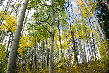 Colorful Colorado Aspen Tree Forest in the Fall Seasonの写真素材