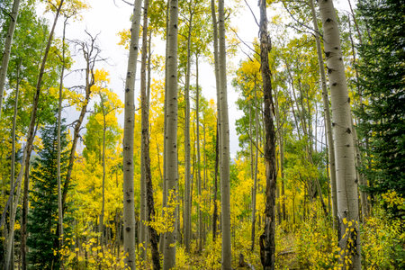Colorful Colorado Aspen Trees in Autumnの写真素材