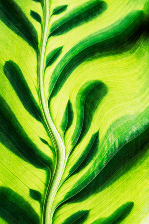 Tropical Plant Leaf with Bright Lime Green Colors
