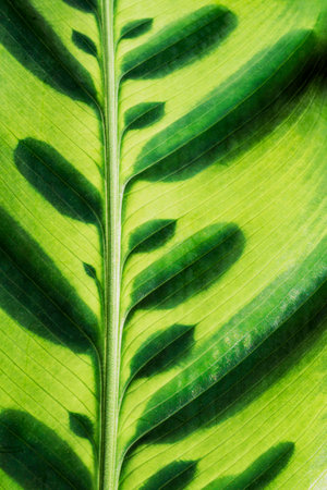 Colorful Lime Green Tropical Plant Leaf with an Interesting Patternの写真素材