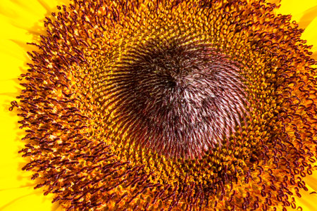 Extreme Macro Photo of a Sunflowerの写真素材