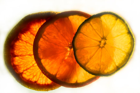 Translucent and colorful, citrus fruit slices.の写真素材