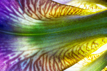 Macro Photo of a Colorful Purple Iris Flower Petalの写真素材