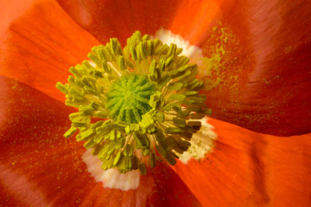 Bright Orange Poppy Flower with Powdery Yellow Pollenの写真素材