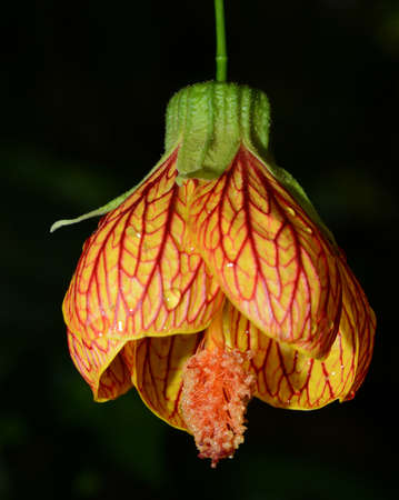Bell Flowerの写真素材