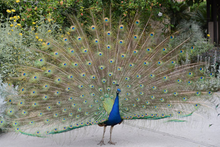Peacock
