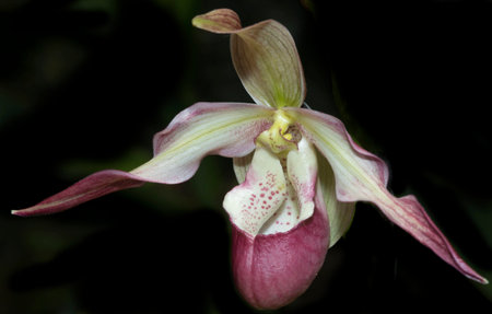 Orchid FLowerの写真素材