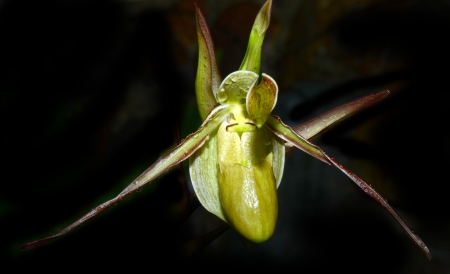 Orchid looks like rabbit with long earsの写真素材