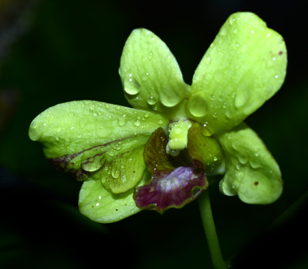 green orchidの写真素材