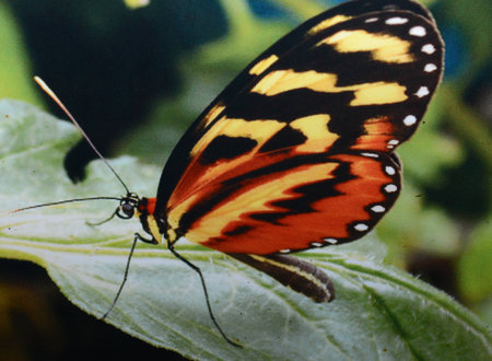 red white butterflyの写真素材
