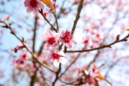 Sakura pink