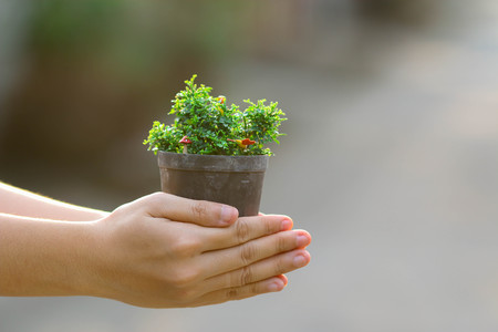 Mini tree in basket place on woman handsの写真素材