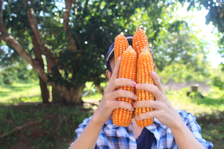 Blue shirt with cap farmer man holding sweet corn form his farm in harvest season.の写真素材