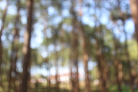 Background blur forest out of focus with bokeh.の写真素材