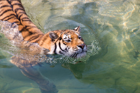 tiger swimming in water. One wildlife animal cooling off with a swim in pond. Horizontal outdoor photographの写真素材