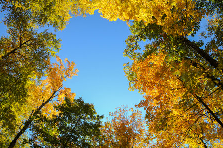 view from below of Bright colored red, yellow and green oak and maple leaves on trees in the autumn forest.
blue sky backgroundの写真素材