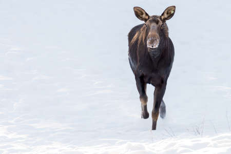 female moose running in the cold winter snow. Outdoor wildlifeの写真素材