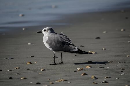 Seagull on the Sand
