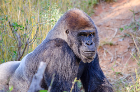 Silverback Gorilla