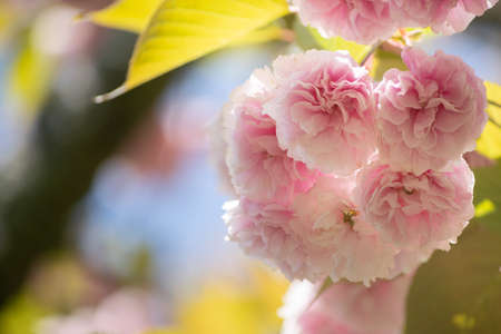 Close-up of double cherry blossoms in full bloomの写真素材