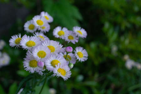 Halcyon blooming in the grassの写真素材