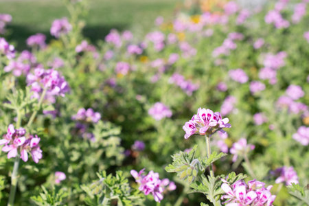 Geranium flowers in full bloom in the garden
