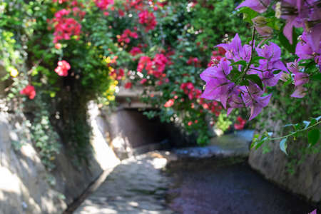 Bougainvillea flowers blooming in the garden with small streamの写真素材