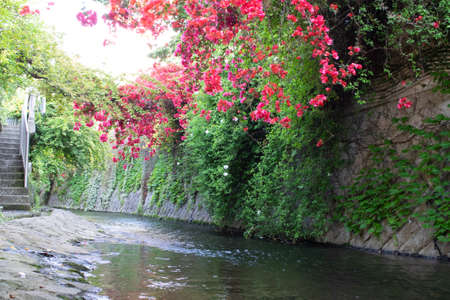 Red bougainvillea flowers growing on the banks of the river.の写真素材