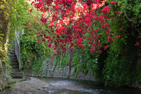 Beautiful red bougainvillea flowers growing on the banks of a small river.の写真素材