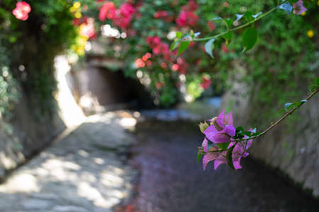 Pink bougainvillea flowers blooming in the garden on a sunny dayの写真素材