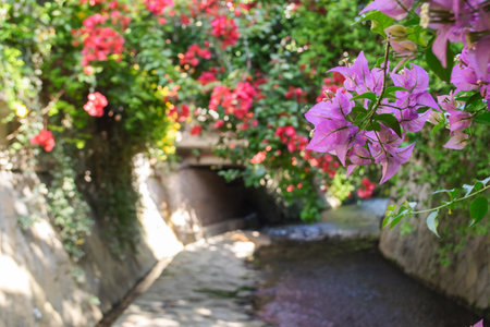 Beautiful bougainvillea flowers blooming in the gardenの写真素材