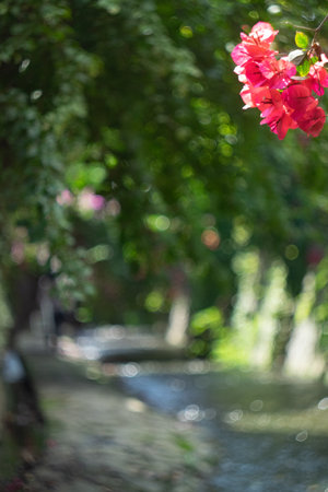 Bougainvillea flowers in the park with bokehの写真素材