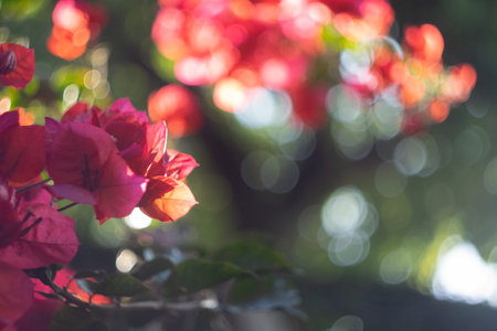 Bougainvillea flowers in the garden with bokeh background