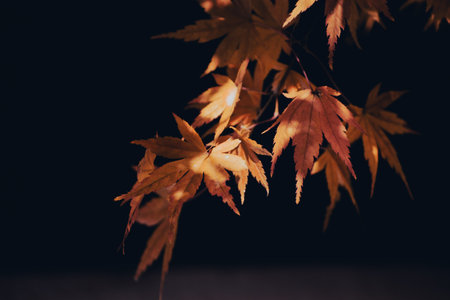 Maple leaves shining red against black autumn leavesの写真素材